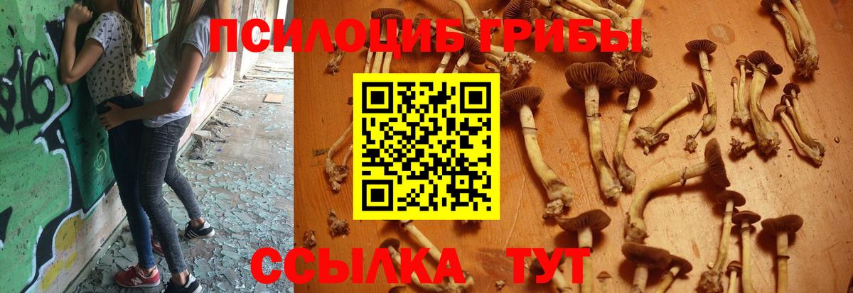 Псилоцибиновые грибы Cubensis Аша